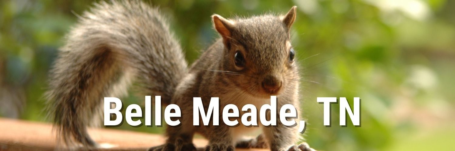 best-wildlife-removal-in-belle-meade-tn-1-local-service